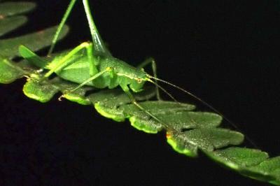 <i>Leptophyes punctatissima</i>