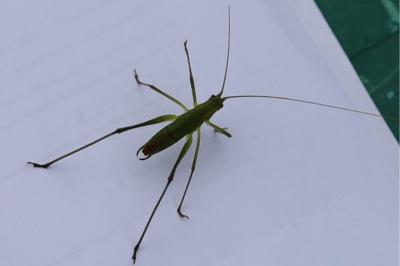 <i>Phaneroptera</i>