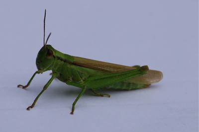 <i>Mecostethus parapleurus</i>