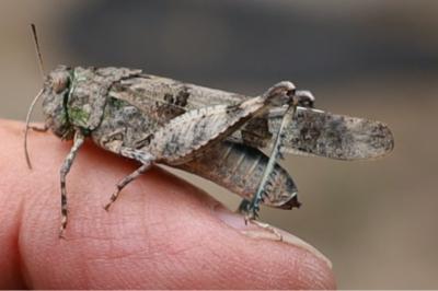 <i>Oedipoda caerulescens</i>