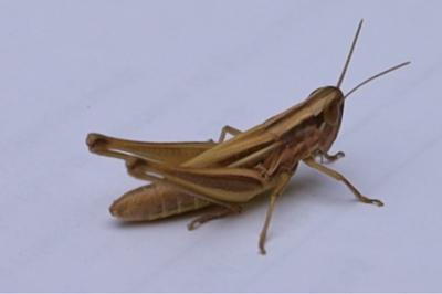 <i>Euchorthippus declivus</i>