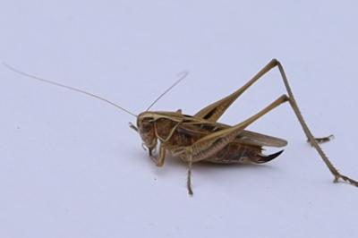 <i>Platycleis affinis</i>