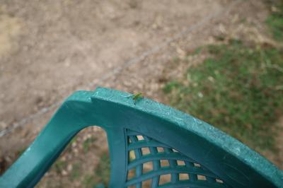 <i>Phaneroptera</i>