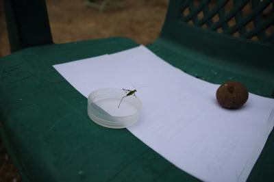 <i>Phaneroptera</i>