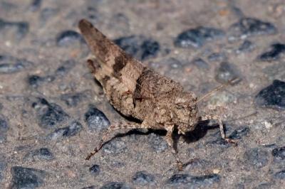 <i>Oedipoda caerulescens</i>
