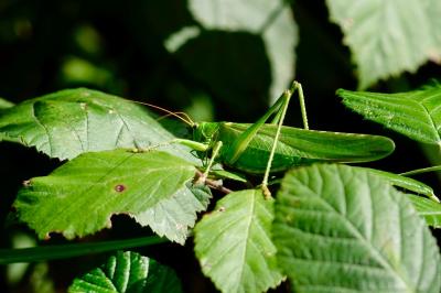 <i>Tettigonia viridissima</i>