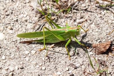 <i>Tettigonia viridissima</i>