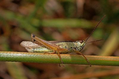 <i>Mecostethus parapleurus</i>