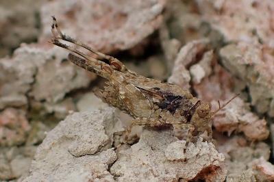 <i>Paratettix meridionalis</i>