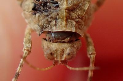 <i>Paratettix meridionalis</i>