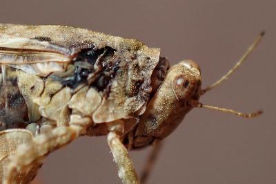 <i>Paratettix meridionalis</i>
