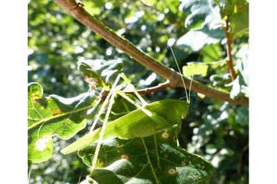 <i>Phaneroptera nana</i>