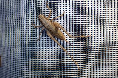 <i>Pholidoptera griseoaptera</i>