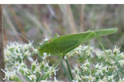 <i>Phaneroptera falcata</i>