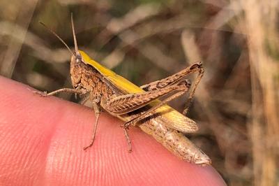 <i>Chorthippus dorsatus</i>