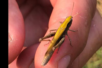 <i>Chorthippus dorsatus</i>