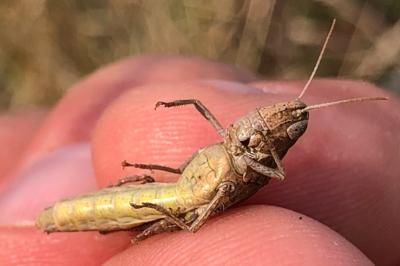 <i>Chorthippus dorsatus</i>