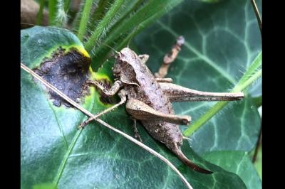 <i>Pholidoptera griseoaptera</i>