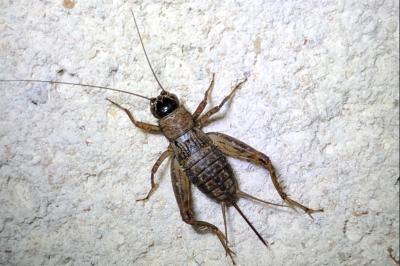 <i>Nemobius sylvestris</i>