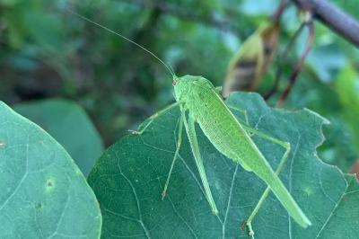 <i>Phaneroptera nana</i>