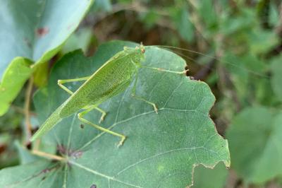 <i>Phaneroptera nana</i>