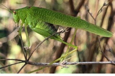 <i>Phaneroptera nana</i>