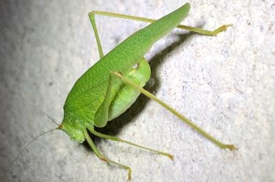 <i>Phaneroptera nana</i>