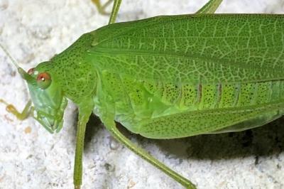 <i>Phaneroptera nana</i>