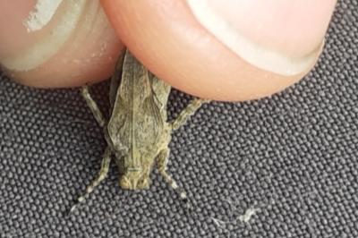 <i>Paratettix meridionalis</i>