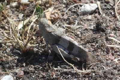 <i>Oedipoda caerulescens</i>