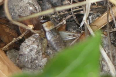 <i>Nemobius sylvestris</i>