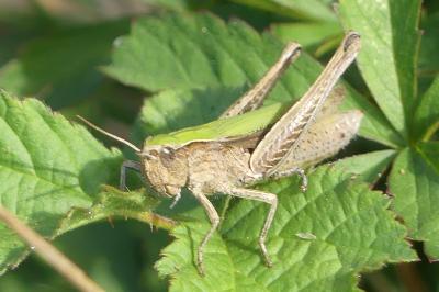 <i>Chorthippus dorsatus</i>