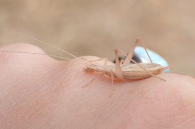 <i>Oecanthus pellucens</i>