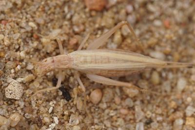 <i>Oecanthus pellucens</i>