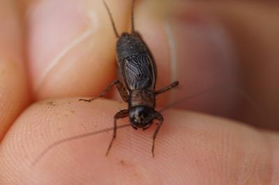 <i>Nemobius sylvestris</i>