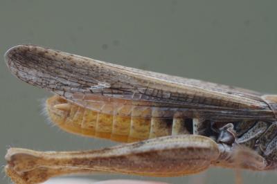 <i>Gomphocerippus mollis</i>