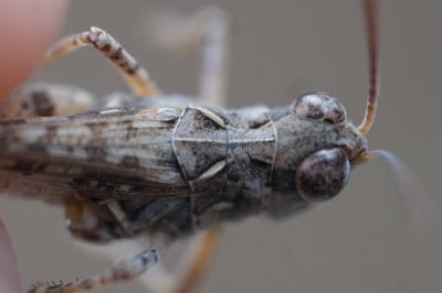 <i>Dociostaurus genei</i>