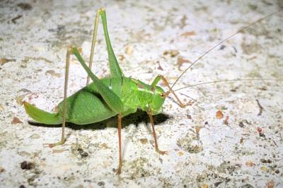 <i>Leptophyes punctatissima</i>