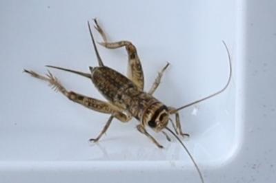 <i>Eumodicogryllus bordigalensis</i>
