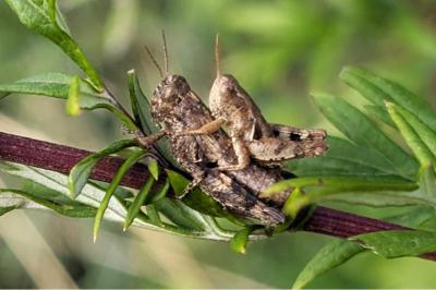 <i>Pezotettix giornae</i>