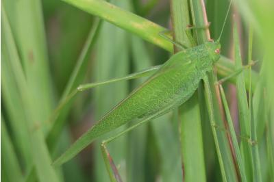 <i>Phaneroptera nana</i>
