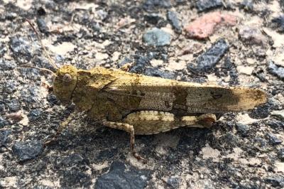 <i>Oedipoda caerulescens</i>