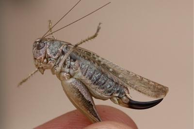 <i>Platycleis albopunctata</i>