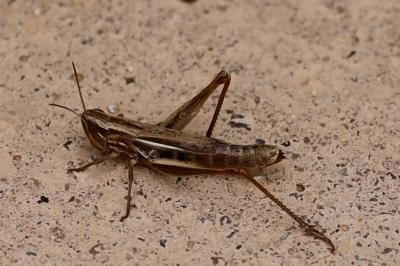 <i>Euchorthippus declivus</i>