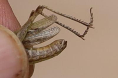 <i>Omocestus rufipes</i>
