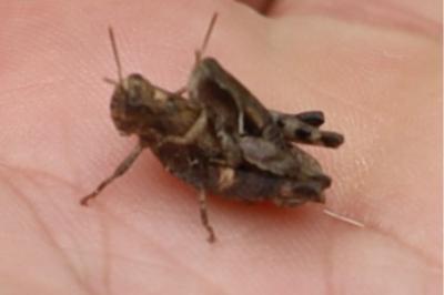 <i>Pezotettix giornae</i>