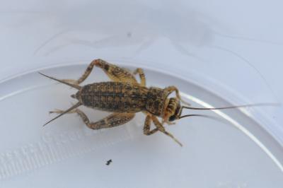 <i>Eumodicogryllus bordigalensis</i>