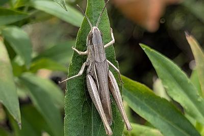 <i>Euchorthippus elegantulus</i>