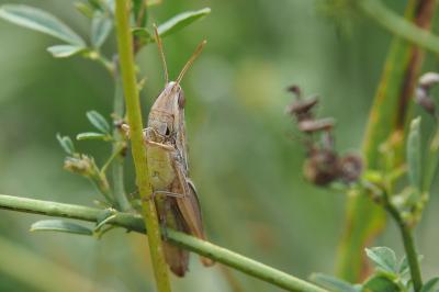 <i>Euchorthippus elegantulus</i>