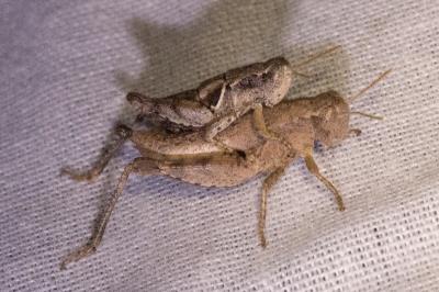 <i>Pezotettix giornae</i>